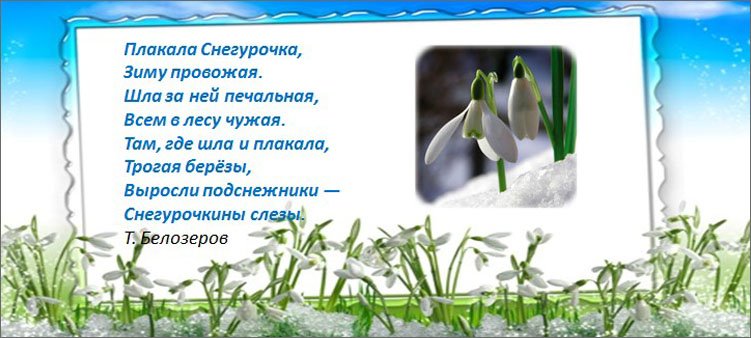 Белозеров подснежники стих. Стихотворение Белозерова подснежники. Подснежники плакала Снегурочка зиму провожая. Подснежники Снегурочкины слезы. Стих плакала Снегурочка зиму провожая.