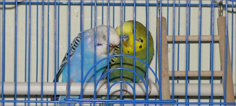 попугаи-в-клетке