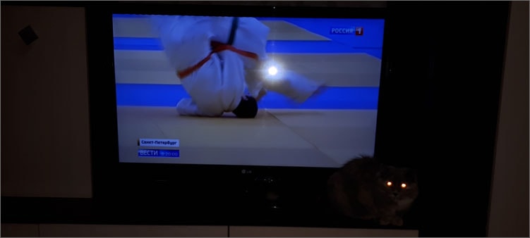 телевизор-и-кошка